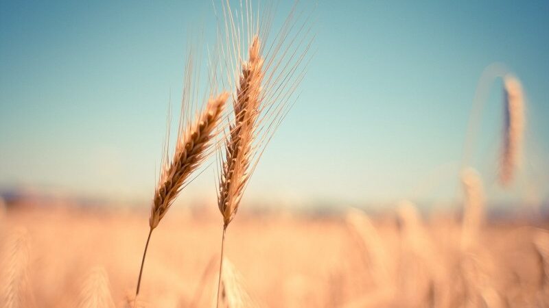 Cereali senza glutine: la guida definitiva alle proprietà