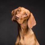La sindrome di Cushing nel cane, cosa è e come si cura