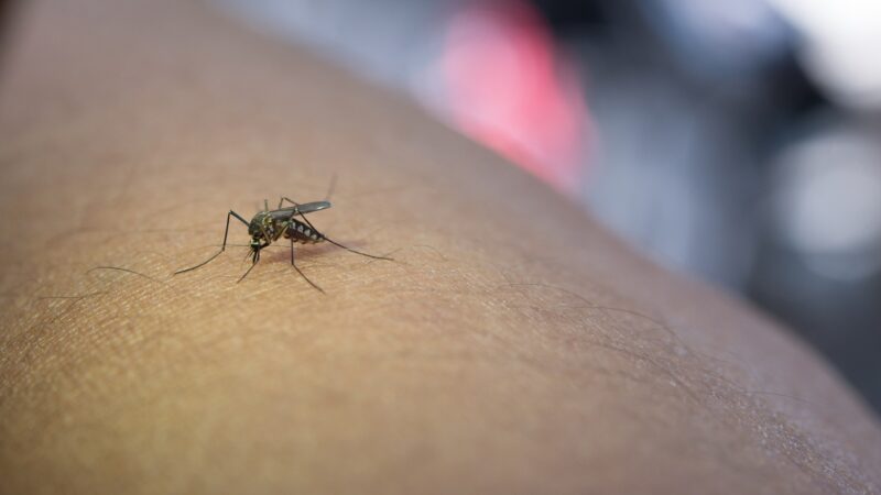 Lotta contro le zanzare e prevenzione, perché farla?