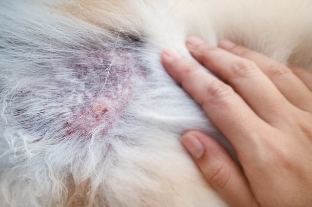 Cause e sintomi alopecia del cane