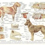 cane-animale-anatomia_637x480