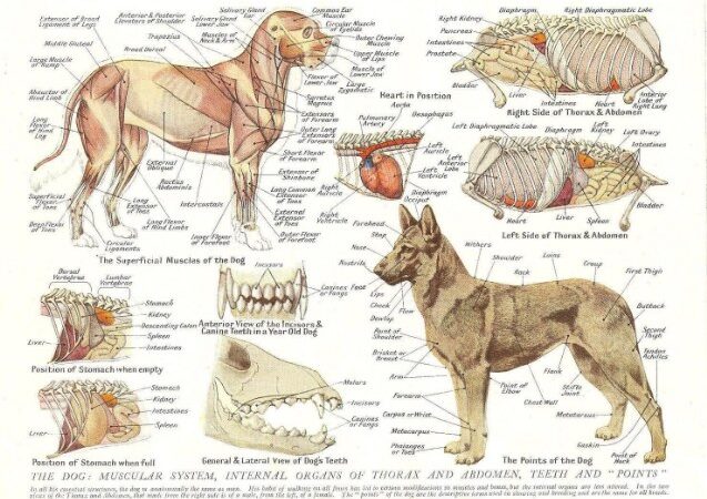 Quali sono le malattie dei muscoli nel cane? La parola agli esperti